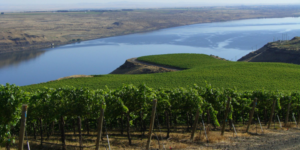 Koi Pond Cellars' Horse Heaven Hills Vineyard