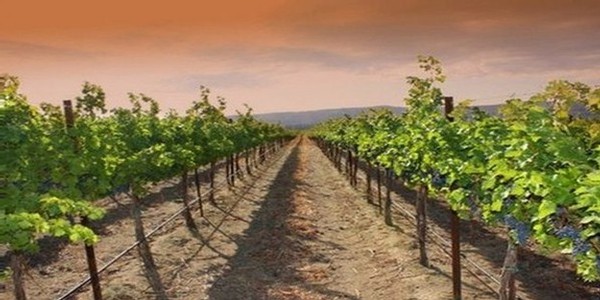 Koi Pond Cellars' Wahluke Slope Vineyard